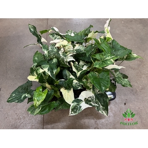 Syngonium Variegata 15Ø 40cm