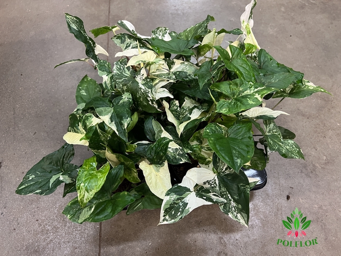 Syngonium Variegata 15Ø 40cm