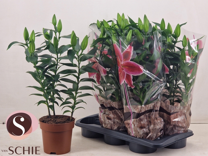 <h4>LIL OR MAGNY COURS</h4>