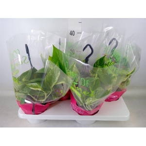 Epipremnum pinn. 'Marble Queen'  HG