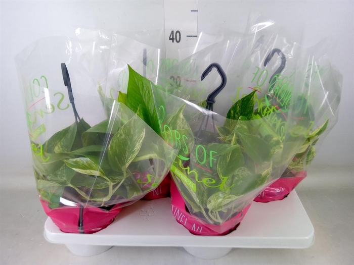 <h4>Epipremnum pinn. 'Marble Queen'  HG</h4>