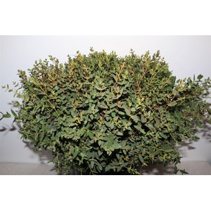 Euca Parvifolia 55cm Per Tak