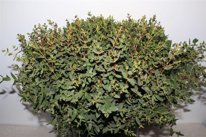 <h4>Euca Parvifolia 55cm Per Tak</h4>