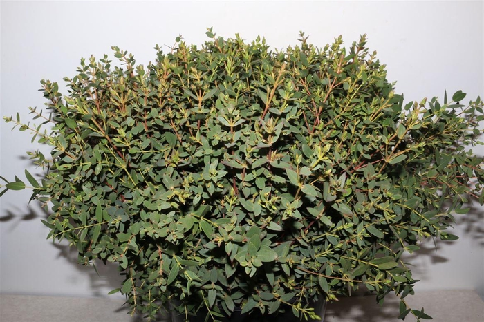 <h4>Euca Parvifolia 55cm Per Tak</h4>