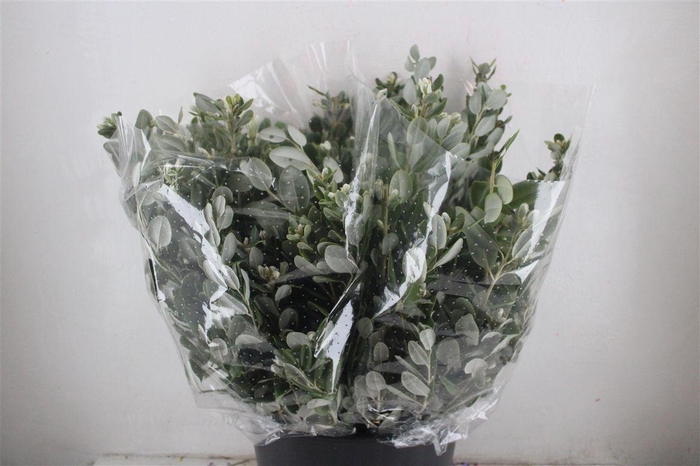 <h4>Pittosp Ralphi Leaves 200gr P Bunch</h4>