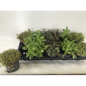 SEDUM OV