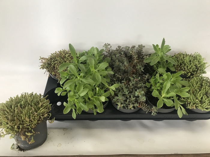 <h4>SEDUM OV</h4>