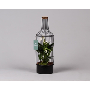Fles metaal zwart Large met Anthurium