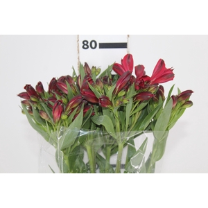 ALSTROEMERIA NATALYA 080 CM