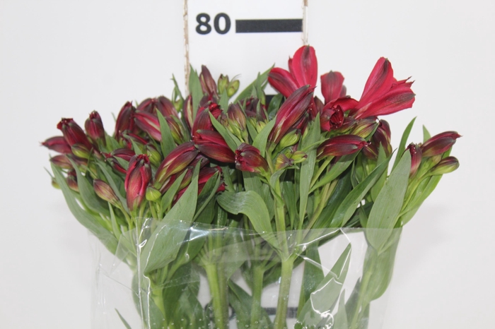 <h4>ALSTROEMERIA NATALYA 080 CM</h4>