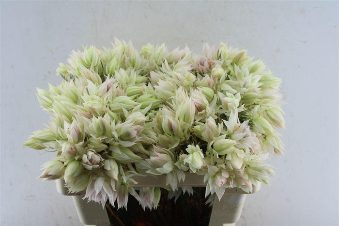 <h4>Blushing Brides White 4-6</h4>
