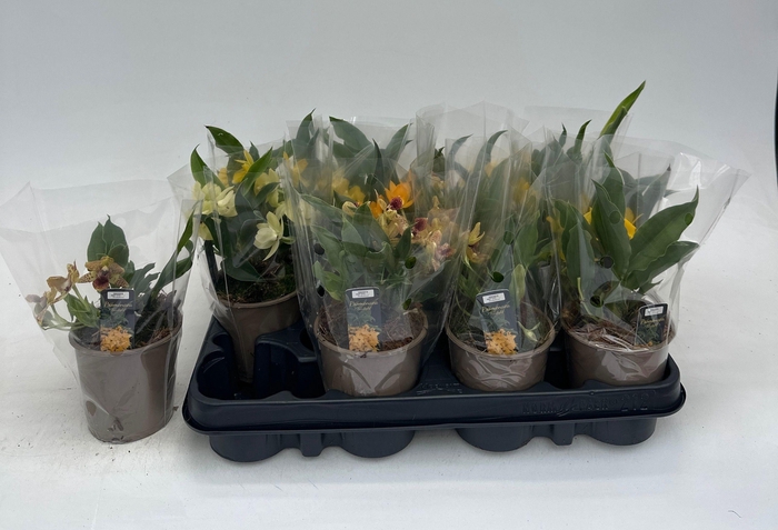 <h4>PROMENAEA SUNLIGHT</h4>