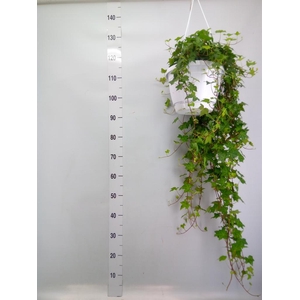 Hedera helix 'Pittsburgh'