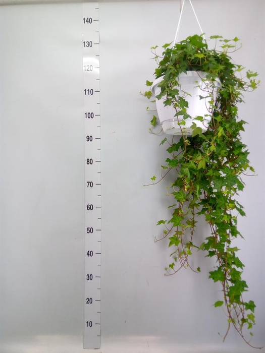 <h4>Hedera helix 'Pittsburgh'</h4>