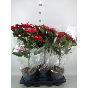 Euphorbia pulc. 'Fantasy Star'