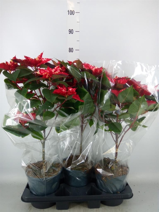 <h4>Euphorbia pulc. 'Fantasy Star'</h4>