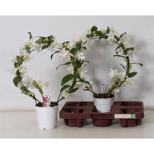 !! PROMO !! DENDR N SC APOLLON MIRROR 2 TAK
