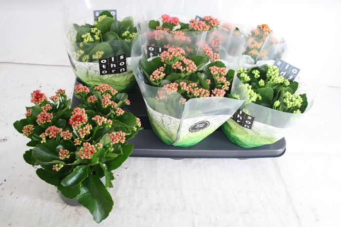 <h4>KAL GE GEM 5 KL</h4>