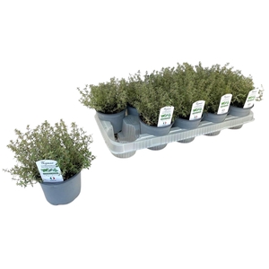 Thymus silver queen P12