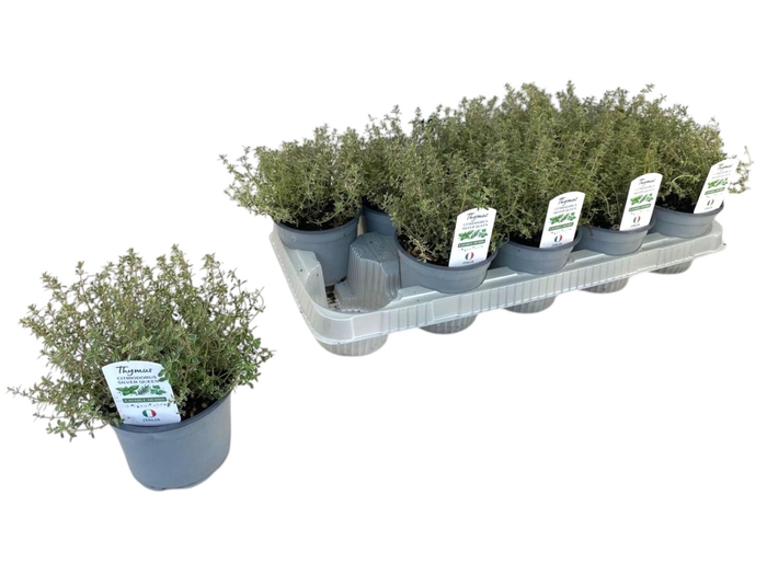 <h4>Thymus silver queen P12</h4>