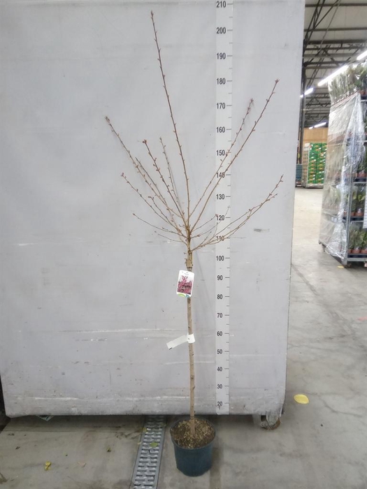 <h4>Prunus  'Okame'</h4>