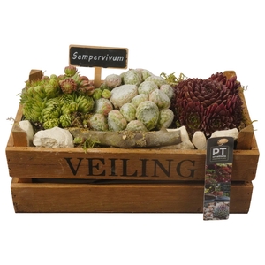 PTS7429 Arrangement Sempervivum in houten bak