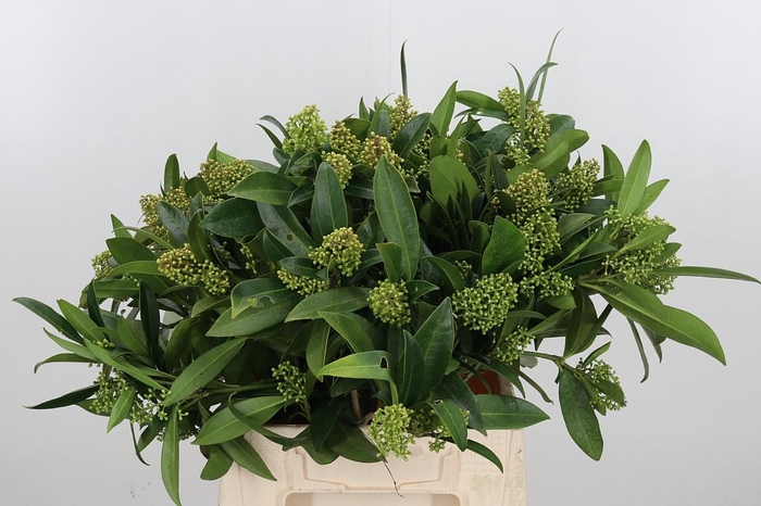 <h4>Skimmia Kew Green</h4>