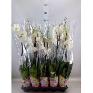 Phalaenopsis   ...white