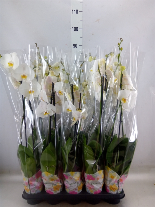 <h4>Phalaenopsis   ...white</h4>