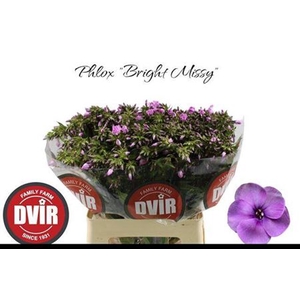 Phlox P Bri Missy