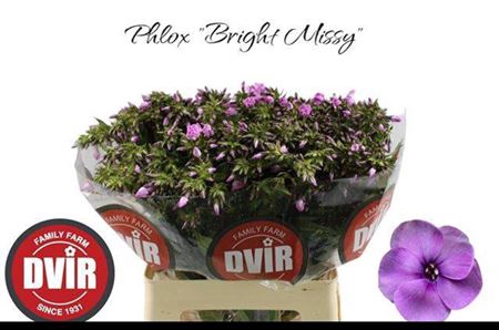 <h4>Phlox P Bri Missy</h4>