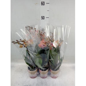 Phalaenopsis multi. 'Ant Bolzano'