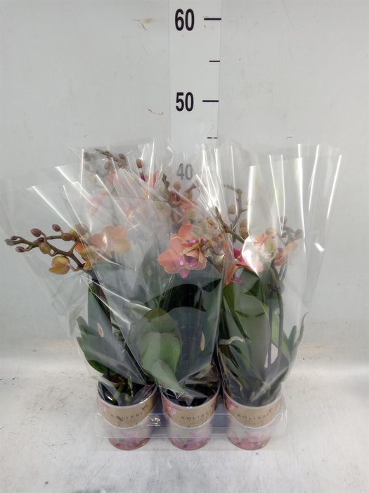 <h4>Phalaenopsis multi. 'Ant Bolzano'</h4>
