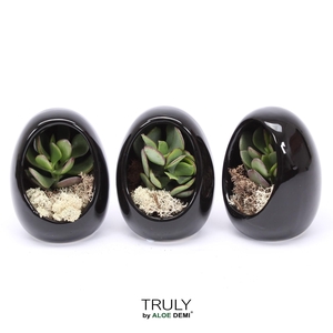 TRULY Crassula, Egg black