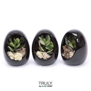 TRULY Crassula, Egg black