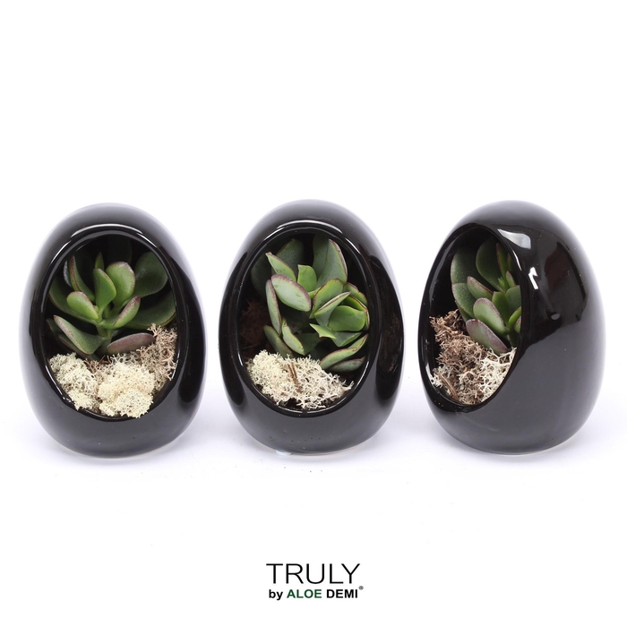 <h4>TRULY Crassula, Egg black</h4>