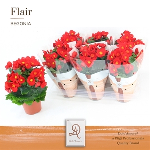 Begonia Belove Red P14 Dolc'Amore® Flair