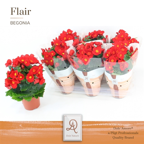 <h4>Begonia Belove Red P14 Dolc'Amore® Flair</h4>