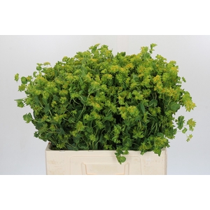 Bupleurum Griffithii