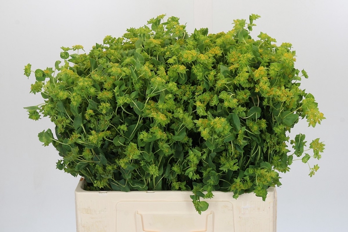 <h4>Bupleurum Griffithii</h4>