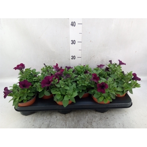 Petunia  'Famous Electric Purple'