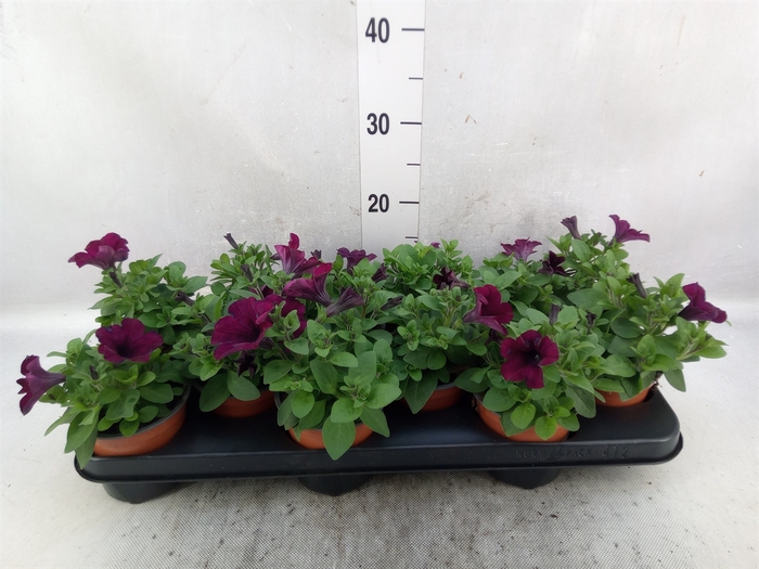 Petunia  'Famous Electric Purple'