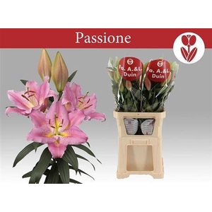 Li Or Passionne 5+