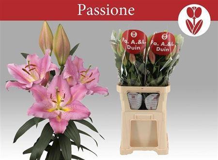 <h4>Li Or Passionne 5+</h4>