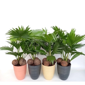 Livistona 830 mix met kadulnoten