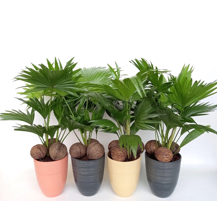 <h4>Livistona 830 mix met kadulnoten</h4>