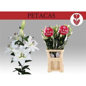 Li Ot Petacas 5+