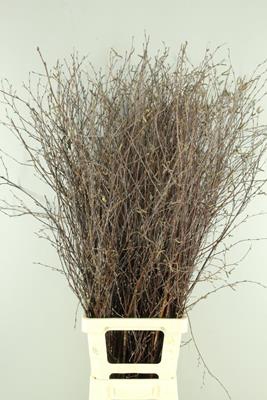 <h4>Betula Bs  Natural+vrucht</h4>