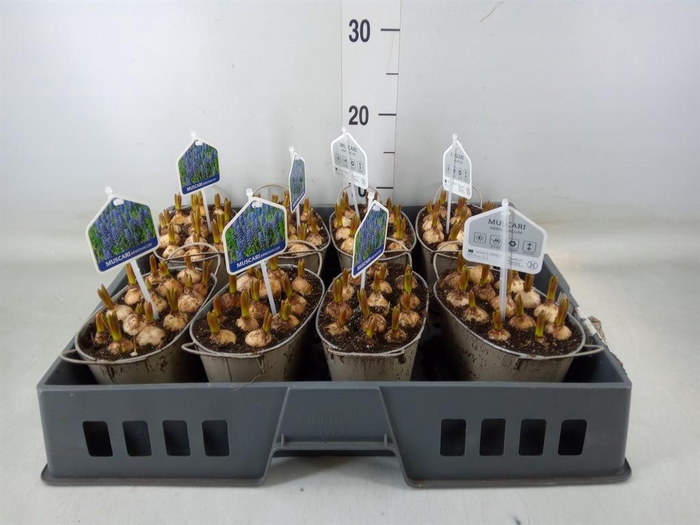 <h4>Arr.  Muscari L%</h4>