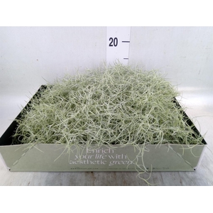 Tillandsia usneoides